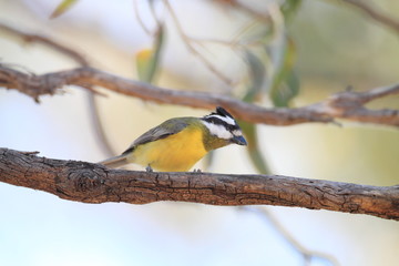 Eastern Crested shriketit (Falcunculus frontatus) in New South Wales, Australia