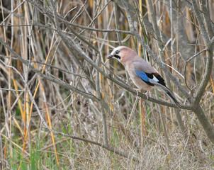 Ghiandaia sul ramo che osserva tra l'erba