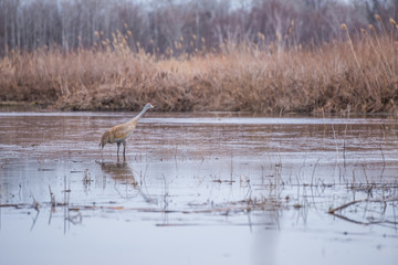 Sandhill Crane