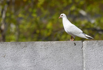 Piccione torraiolo bianco che si riposa sopra il muretto