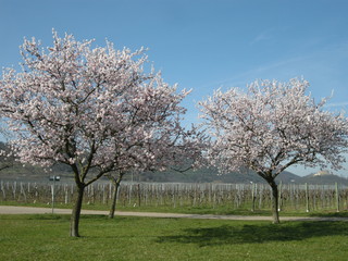 Obraz premium Mandelblüte an der Deutschen Weinstraße
