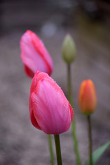 Fototapeta premium Tulipanes - 14