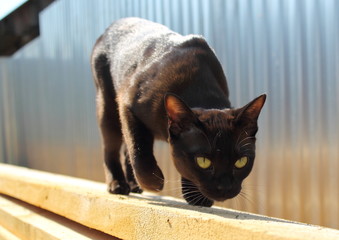 Cat hunts