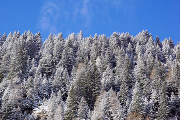 Forest covered by snow with clear blue sky in cold sunny winter day