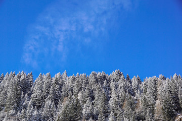 Forest covered by snow with clear blue sky in cold sunny winter day