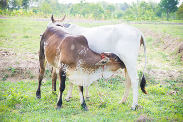 Cows in farmland