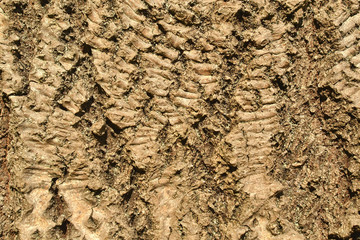 Background surface of tree bark, rough texture