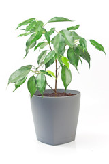 Obraz premium Ficus benjamin plant in pot isolated on white background