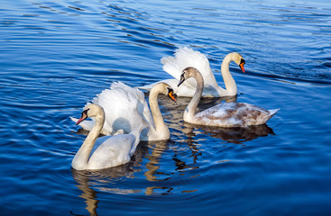 White swans on the lake