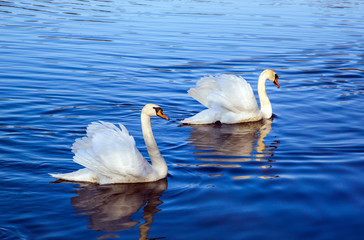 Fototapeta premium White swans on the lake