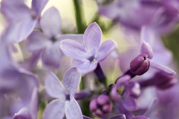 Fototapeta na wymiar Syringa (lilac)