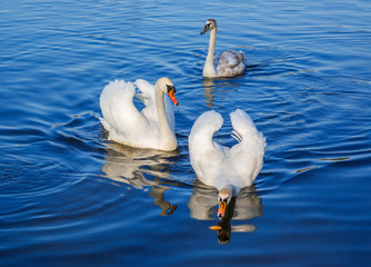 Fototapeta premium White swans on the lake