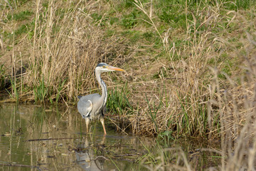 Graureiher auf der Jagd nach kleinen Fischen im Teich