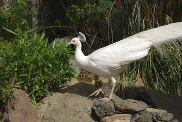 White peafowl (Pavo cristatus alba) male.