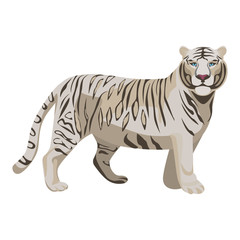 White or bleached tiger isolated on white. Predator rare animal