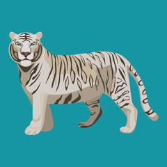 Fototapeta premium White or bleached tiger isolated on white. Predator rare animal