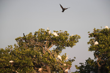 Great egrets and cormorant above.
