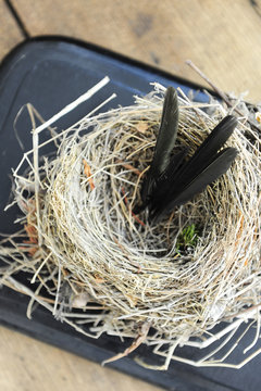Swallow bird nest used as an object of interior decoration