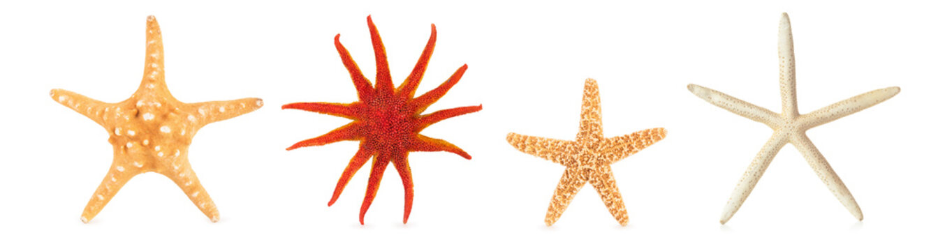 Different starfishes in a row.