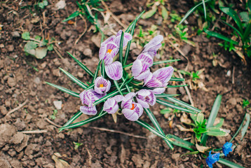 Crocuses in the garden