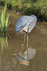 Graureiher auf der Jagd nach kleinen Fischen im Teich