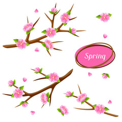 Spring set with branches of tree and sakura flowers. Seasonal illustration