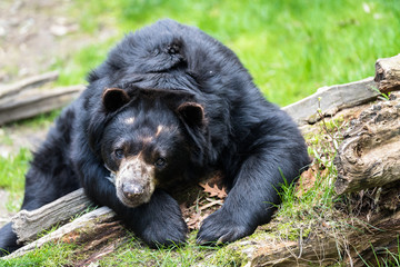 Obraz na płótnie Canvas Black bear relaxing in the sun