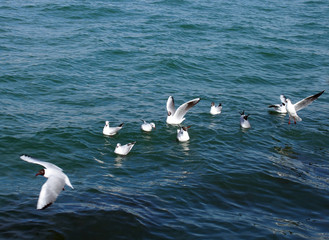 seagulls and blue sea