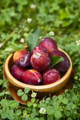 Fresh plums in wooden bowl