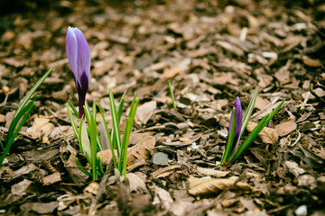 Spring colored crocuses growing in the garden