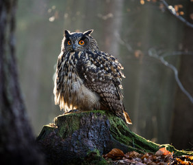 Eurasian Eagle Owl (Bubo Bubo) sitting on the stump.