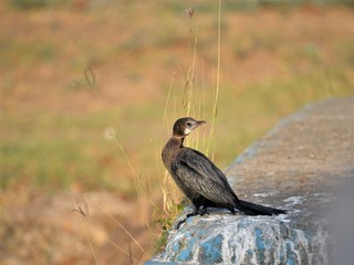 The Indian cormorant or Indian shag (Phalacrocorax fuscicollis) is a member of the cormorant...