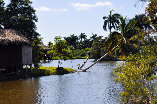 Guamo - Cuban village 