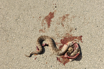 venomous snake run over on a gravel path