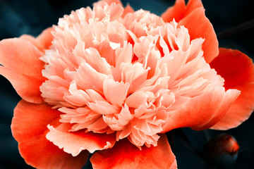 Orange peony on dark blue background. Beautiful flower, macro. The petals close-up.