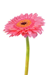 Pink gerber on a white background
