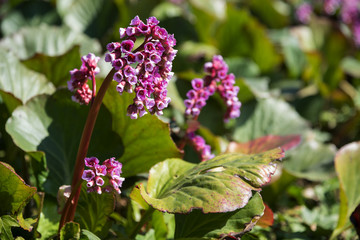 Bergenia with pink flowers in spring, hardy evergreen perennial for the garden in a four seasons flower bed