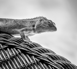 Beautiful monochrome bearded Dragon lizard looking at the camera and resting on vine chair with smoky white and black background