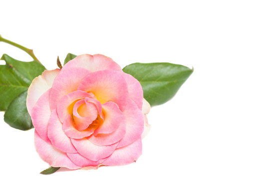 Beautiful pink rose, floral wallpaper, greeting card