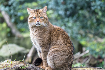 Obraz premium Wild European cat relaxing in the sun in the zoo