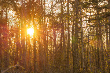 Fototapeta na wymiar Sunset in the forest in spring