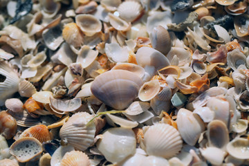 many corolful white and orange shells on the sand