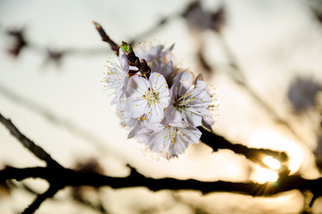 Flowering cherry trees, beautiful white flowers