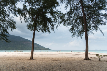 pine trees on beach sea blue sky