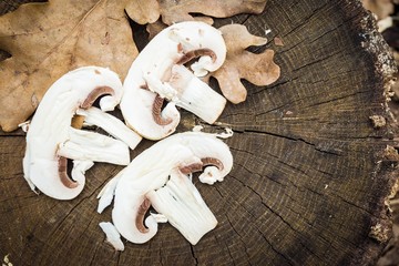 Sliced champignon mushrooms on oak stump in forest. Natural healthy food concept. 