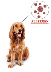 Cute brown cocker spaniel with cloud above her head Animal allergy concept.
