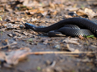 Black snake creeps into forest at the leaves