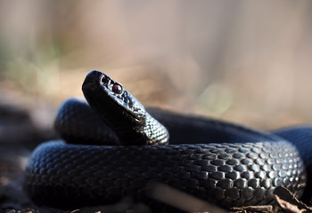 Black snake curled up in the ball and looking into the camera