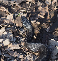 Black snake curled up in the ball top view