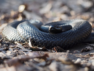 Black snake curled up in the ball on leaves